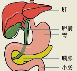 健康科普丨关于胆囊炎你了解多少？